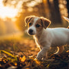 Is It Ok for Puppies to Eat Adult Dog Food? A Comprehensive Guide for Pet Owners