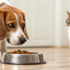Is It Ok If a Dog Eats Cat Food? Understanding the Risks and Best Practices