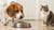 Is It Ok If a Dog Eats Cat Food? Understanding the Risks and Best Practices