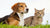 Is It OK If Dog Eats Cat Food? Understanding the Risks and Best Practices-140409897199