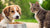 Is It Ok If Dogs Eat Cat Food? Understanding the Risks and Nutritional Needs-140405276911