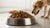 Is It OK to Add Milk to Dry Dog Food? Understanding the Benefits and Risks