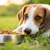 Is It OK to Feed a Dog Dry Food Only? Understanding the Nutritional Needs of Our Furry Friends