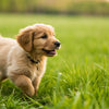 Is It OK to Feed a Puppy Adult Dog Food? Understanding Your Puppy’s Nutritional Needs