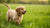 Is It OK to Feed a Puppy Adult Dog Food? Understanding Your Puppy’s Nutritional Needs