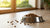 Is It OK to Feed My Adult Dog Puppy Food? A Comprehensive Guide