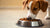 Is It OK to Feed My Dog Only Wet Food? A Comprehensive Guide
