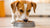Is It OK to Feed My Dog Wet Food Only? Exploring the Nutrition Behind Your Dog's Diet