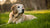 Is It OK to Feed Senior Dogs Puppy Food? Understanding the Nutritional Needs of Aging Canines