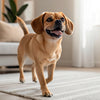 Is It OK to Give a Dog Cat Food? Understanding the Risks and Recommendations