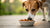 Is It Ok to Give a Dog Wet Food Every Day?