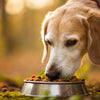 Is It OK to Give an Older Dog Puppy Food? Understanding Nutritional Needs at Every Life Stage
