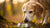 Is It OK to Give an Older Dog Puppy Food? Understanding Nutritional Needs at Every Life Stage