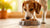 Is It OK to Just Feed Dogs Wet Food? Understanding the Nutritional Landscape