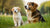 Is It Okay for a Puppy to Eat Adult Dog Food? Understanding Nutritional Needs