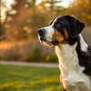 Is It Okay for Adult Dogs to Eat Puppy Food? Understanding Your Dog's Nutritional Needs