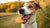 Is It Okay for Dogs to Eat Biscuits? Understanding Safe Treat Options for Our Furry Friends