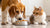 Is It Okay for Dogs to Eat Cat Food? Understanding the Risks and Recommendations