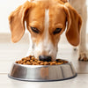 Is It Okay for Dogs to Eat Dog Food Every Day? A Comprehensive Guide