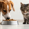 Is It Okay for Dogs to Eat Dry Cat Food? Understanding the Risks and Alternatives