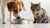 Is It Okay for Dogs to Eat Dry Cat Food? Understanding the Risks and Alternatives