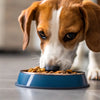 Is It Okay for Dogs to Eat Hot Food? The Safe Temperature Guide