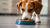 Is It Okay for Dogs to Eat Hot Food? Understanding Temperature and Your Dog's Diet