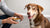 Is It Okay for Dogs to Eat Human Food? A Comprehensive Guide for Pet Owners