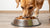 Is It Okay for Dogs to Eat Only Wet Food? A Comprehensive Guide