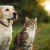 Is It Okay for Dogs to Eat Wet Cat Food? Understanding the Nutritional Needs of Our Pets
