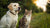 Is It Okay for Dogs to Eat Wet Cat Food? Understanding the Nutritional Needs of Our Pets