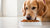 Is It Okay for Dogs to Just Eat Dry Food? Understanding Canine Nutrition