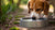 Is It Okay for Dogs to Share Water Bowls? A Comprehensive Guide for Pet Owners-140795576559