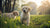 Is It Okay for Puppies to Eat Dog Food? Understanding Their Nutritional Needs