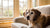 Is It Okay for Senior Dogs to Eat Puppy Food? Understanding Nutritional Needs Across Lifespan