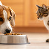 Is It Okay If My Dog Accidentally Eats Cat Food? What Pet Owners Need to Know
