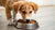 Is It Okay to Feed a Young Dog Senior Food? Understanding Canine Nutrition