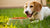 Is It Okay to Feed Dogs Dry Food Only? A Comprehensive Guide