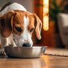 Is It Okay to Feed Dogs Only Wet Food? A Comprehensive Guide