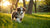 Is It Okay to Feed My Puppy Adult Dog Food? Understanding Your Puppy’s Nutritional Needs