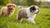 Is It Okay to Feed Puppies Adult Dog Food? Understanding Your Puppy’s Nutritional Needs