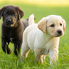 Is It Okay to Give a Puppy Adult Dog Food? Understanding Nutritional Needs for Healthy Growth