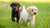Is It Okay to Give a Puppy Adult Dog Food? Understanding Nutritional Needs for Healthy Growth