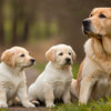 Is It Okay to Give Adult Dog Food to Puppies?