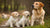 Is It Okay to Give Adult Dog Food to Puppies?