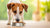 Is It Okay to Give Adult Dogs Puppy Food? An In-Depth Look at Dog Nutrition