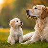 Is It Okay to Give an Adult Dog Puppy Food? Understanding Nutritional Needs at Different Life Stages