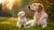 Is It Okay to Give an Adult Dog Puppy Food? Understanding Nutritional Needs at Different Life Stages