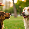 Is It Okay to Give Dogs Biscuits? Understanding Treats for Our Furry Friends