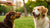 Is It Okay to Give Dogs Biscuits? Understanding Treats for Our Furry Friends